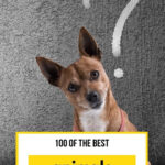100 Animal Quiz Questions And Answers The Ultimate Animal Trivia Quiz