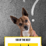 100 Animal Quiz Questions And Answers The Ultimate Animal Trivia Quiz