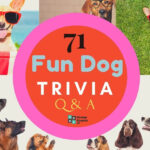 71 Fun Dog Trivia Questions And Answers Group Games 101