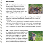 Baby Animal Quiz Answers NWF Ranger Rick