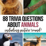 The Ultimate Animal Trivia Quiz 88 Questions And Answers About Animals