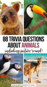 The Ultimate Animal Trivia Quiz 88 Questions And Answers About Animals