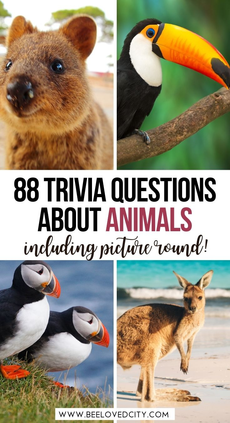 The Ultimate Animal Trivia Quiz 88 Questions And Answers About Animals 