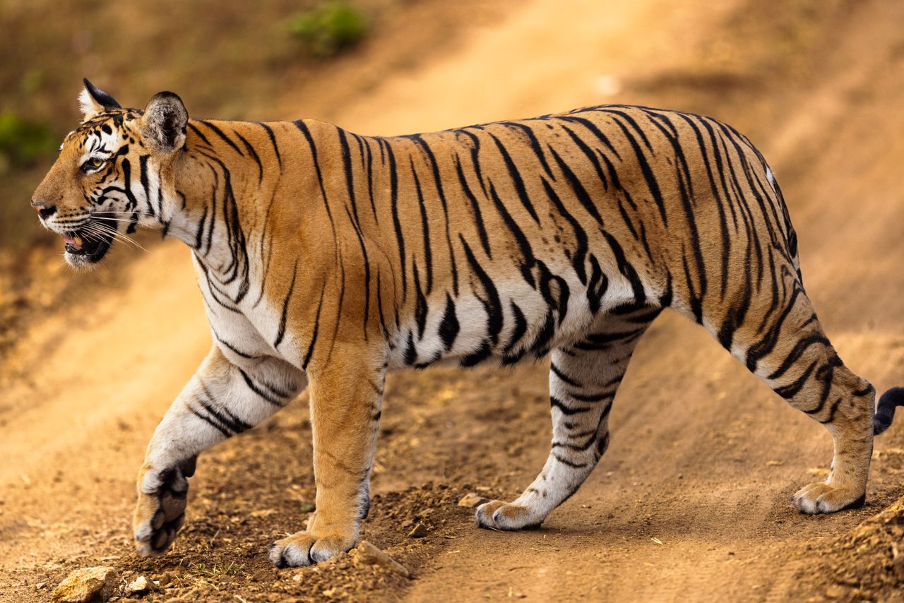 animal trivia questions and answers for adults with answers animal trivia questions and answers for adults with answers