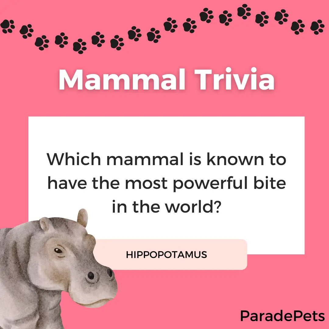 Animal Trivia Animal Trivia