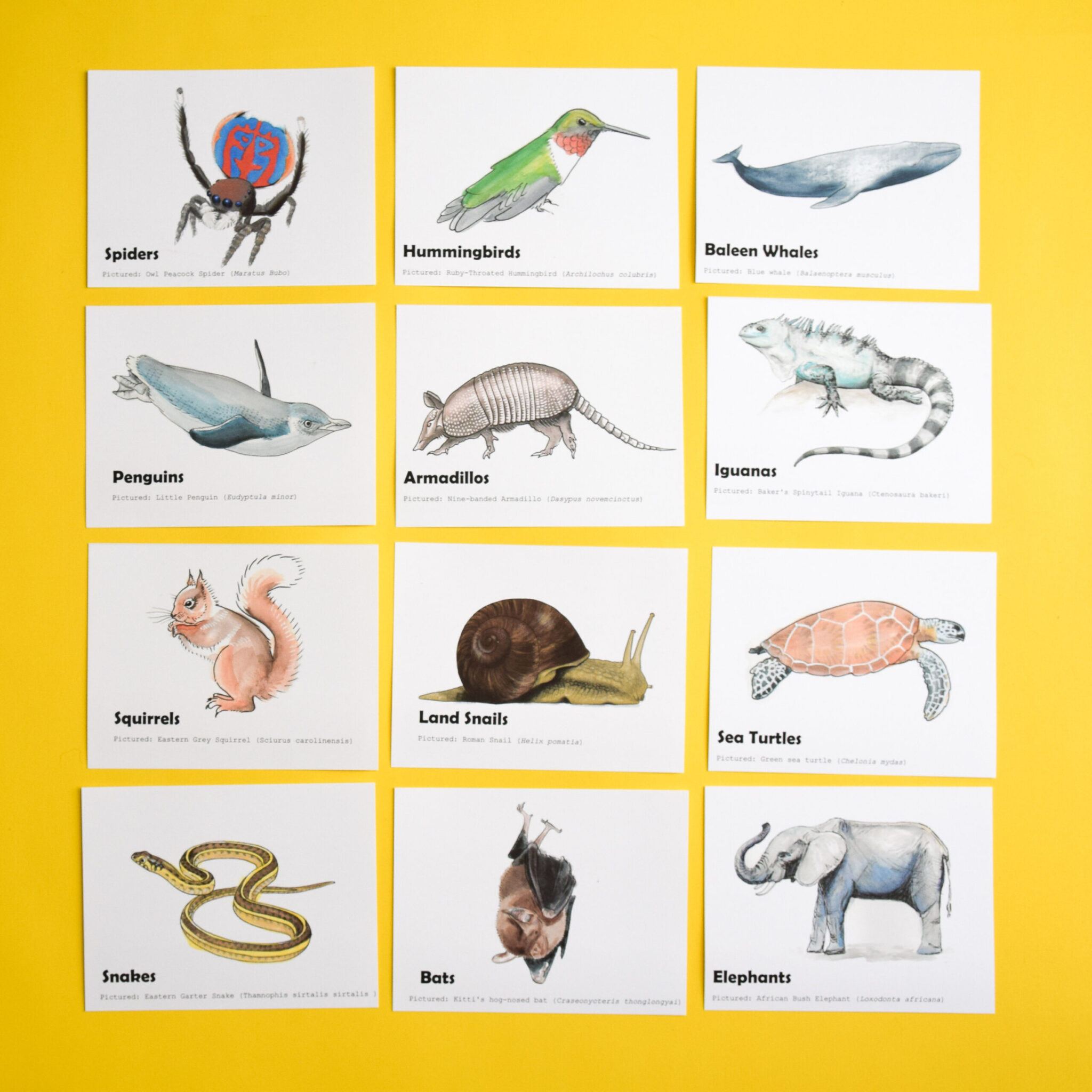 Animal Trivia Questions And Answers Animal Trivia Questions And Answers