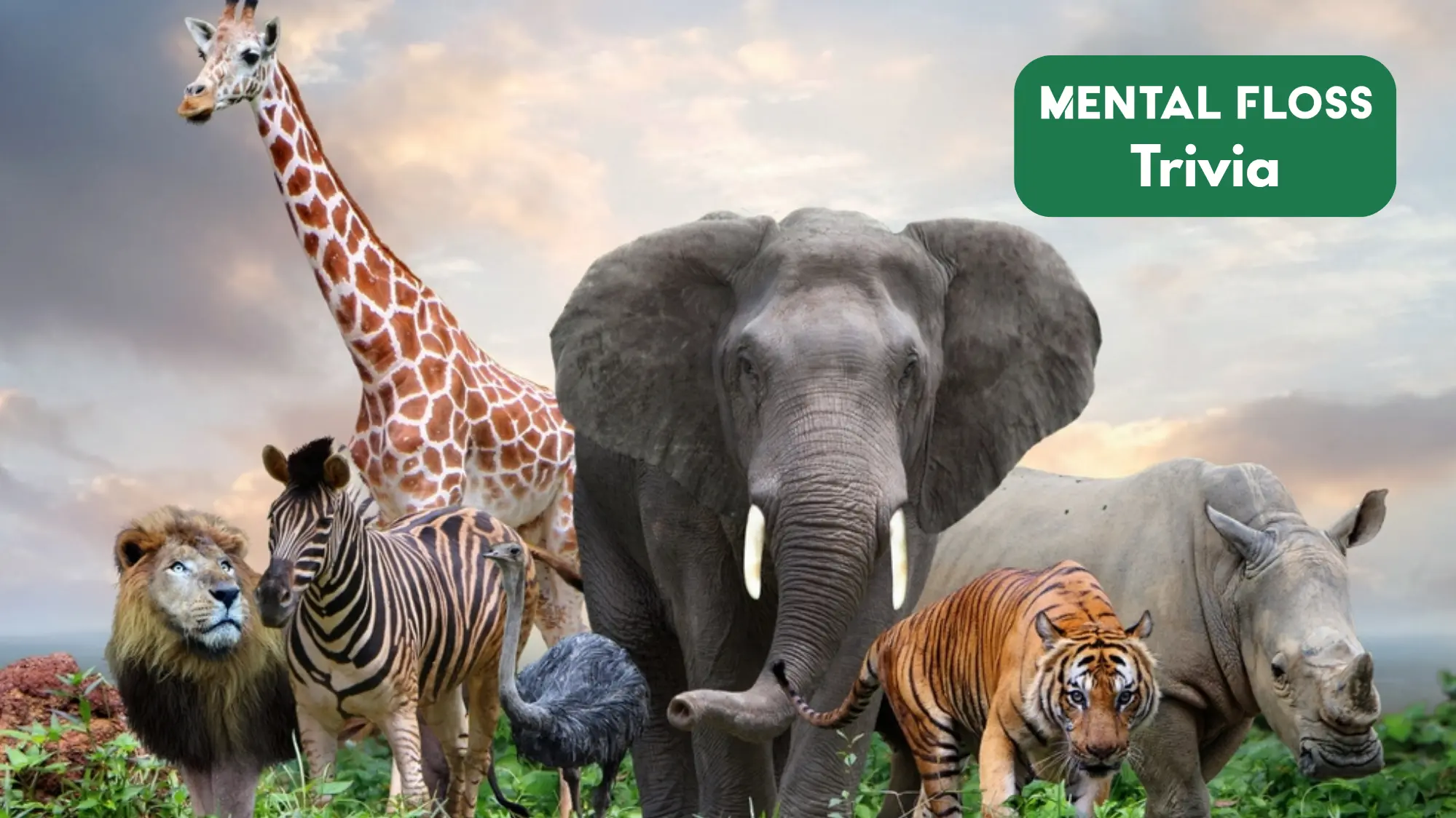 animal trivia questions and answers animal trivia questions and answers